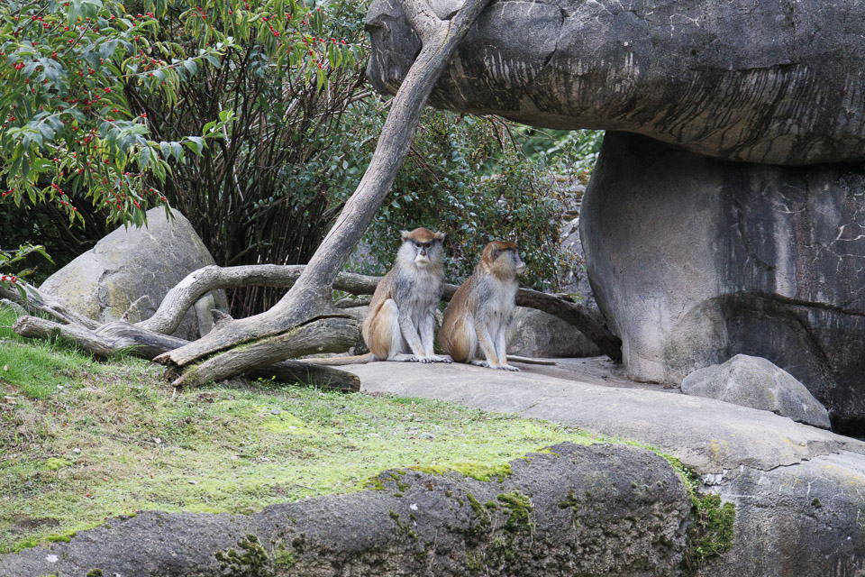 Woodland Park Zoo — photo 66